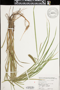 Carex baileyi image