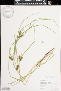 Carex baileyi image