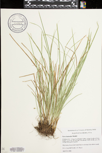 Carex basiantha image