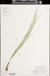 Carex basiantha image