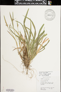 Carex grisea image