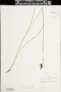 Carex caroliniana image