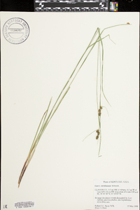 Carex caroliniana image