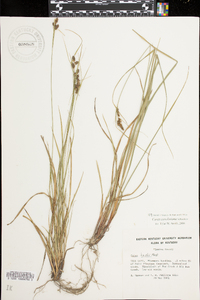 Carex bushii image