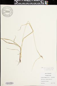 Carex caroliniana image