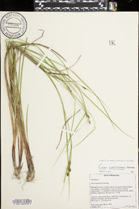 Carex caroliniana image