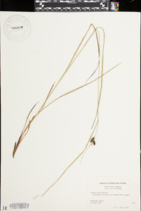 Carex caroliniana image