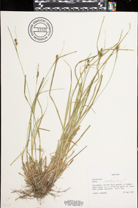 Carex caroliniana image