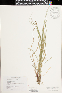 Carex bushii image