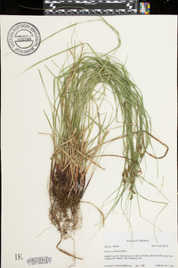 Carex caroliniana image