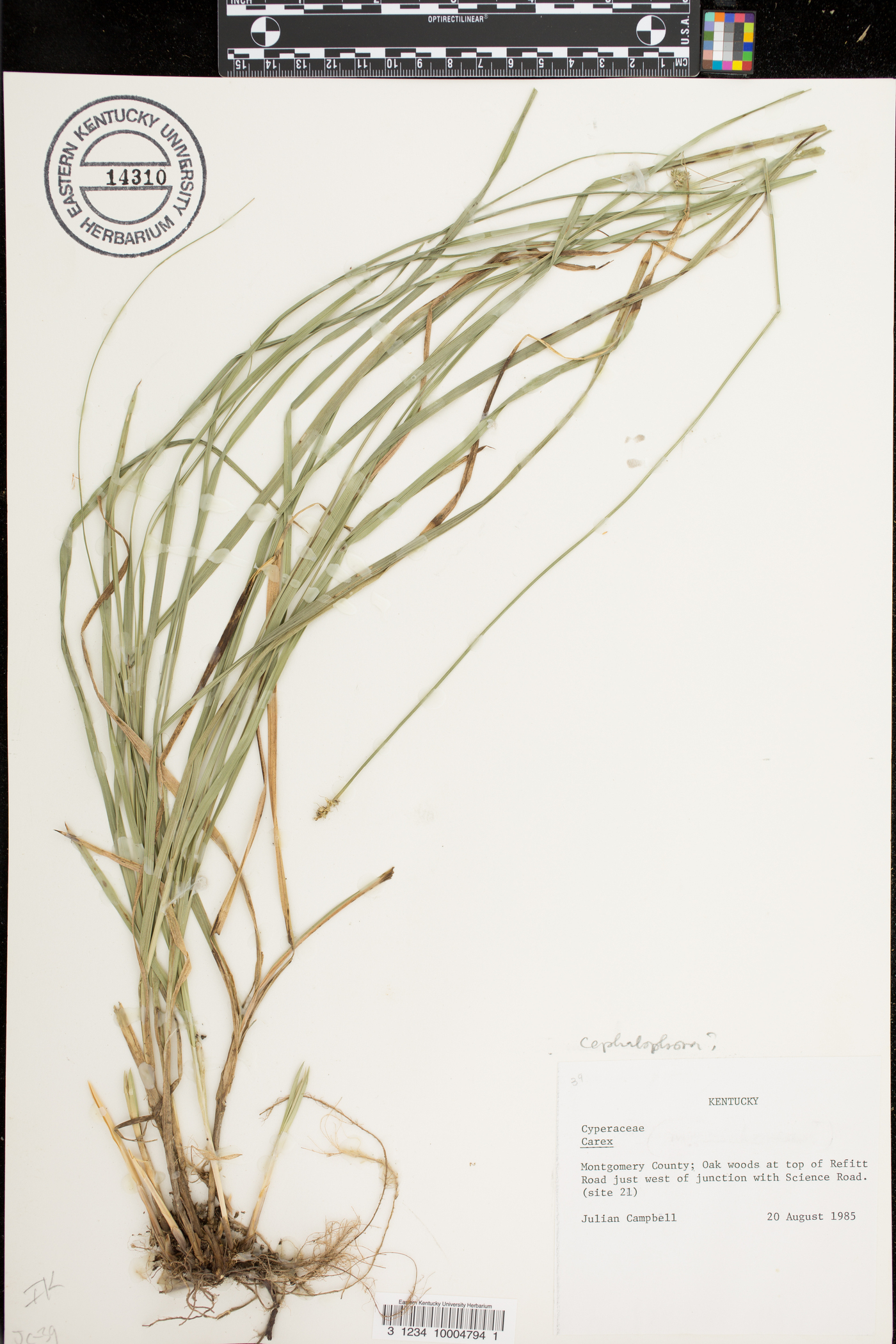 Carex mesochorea image