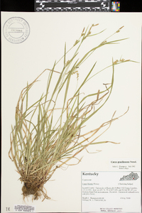 Carex gracilescens image