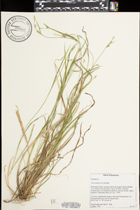 Carex gracilescens image