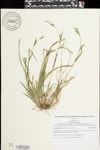 Carex gracilescens image