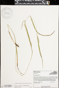 Carex grisea image