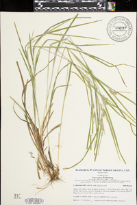 Carex grisea image