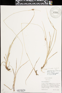 Carex pallescens image