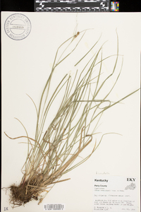 Carex complanata image