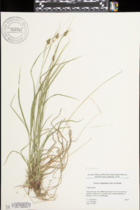 Carex complanata image