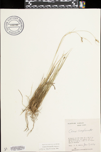 Carex complanata image