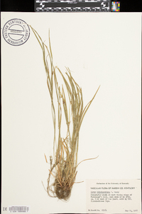 Carex hitchcockiana image