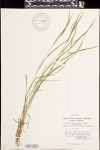 Carex hitchcockiana image