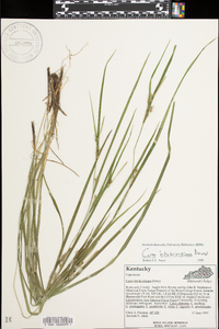 Carex hitchcockiana image