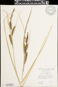 Carex hyalinolepis image