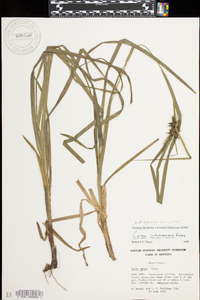 Carex grayi image