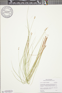 Carex incomperta image