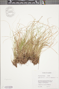 Carex atlantica subsp. capillacea image