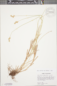 Carex brevior image