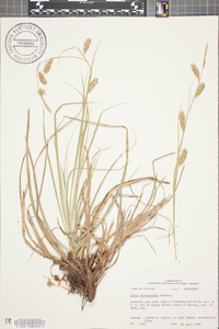 Carex cherokeensis image