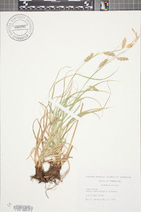 Carex cherokeensis image