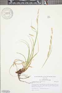 Carex cherokeensis image