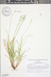 Carex communis var. communis image