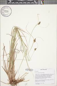 Carex complanata image