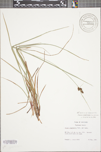 Carex complanata image