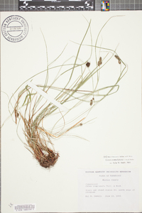 Carex complanata image