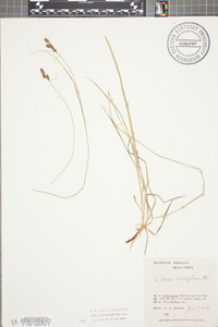 Carex complanata image