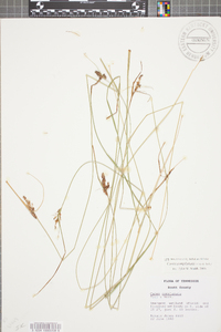 Carex complanata image