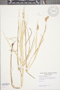 Carex cristatella image