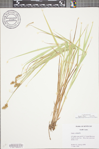 Carex cristatella image