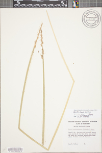 Carex laevivaginata image