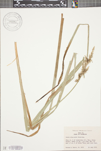 Carex crus-corvi image