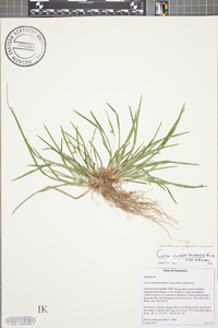 Carex cumberlandensis image