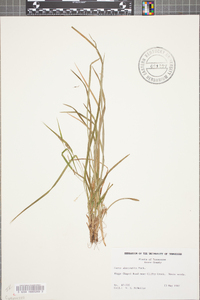 Carex abscondita image