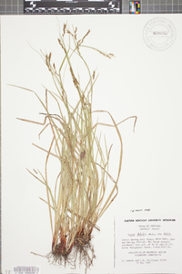 Carex debilis var. debilis image