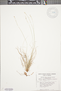 Carex eburnea image