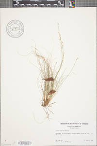 Carex eburnea image